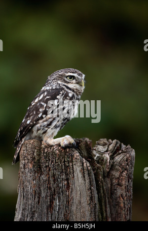 Steinkauz Athene Noctua thront auf Post mit Maus suchen alert Potton Bedfordshire Stockfoto