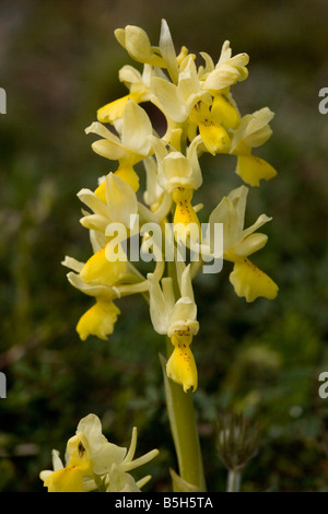 Nur einige blühende Orchidee Orchis Pauciflora Blume Crete Stockfoto