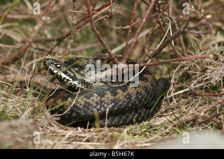 Europäische Kreuzotter, Vipera Berus Stockfoto