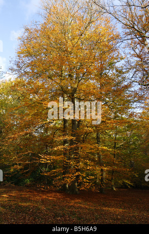 Buche Baum Fagus Sylvatica im Herbst aufgenommen Oktober Burnham Beeches Buckinghamshire UK Stockfoto