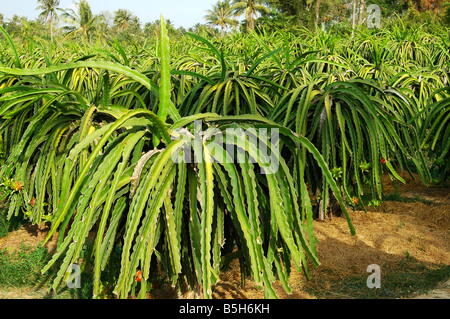 Plantation von Dragon Obst, Pitaya, Hylocereus Art, Provinz Binh Thuan, Vietnam Stockfoto