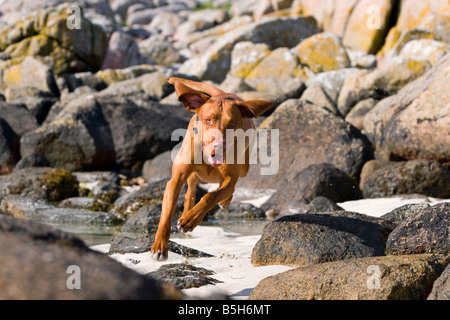 Magyar Vizsla Hund läuft durch die Felsen an einem Strand in der Nähe von Fionnphort, Isle of Mull. Stockfoto