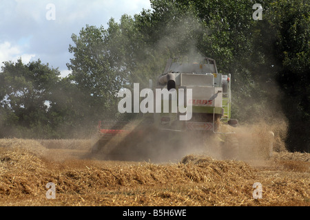 Kombinieren Sie Mähdrescher ernten Weizen-Getreide für Brotproduktion bei in der Nähe von Clare in Suffolk Stockfoto