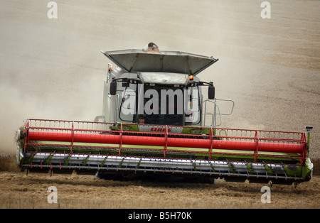 Kombinieren Sie Mähdrescher ernten Weizen-Getreide für Brotproduktion bei in der Nähe von Clare in Suffolk Stockfoto