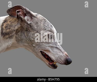 Seitliche Sicht auf das schöne Gesicht einer weiß mit grau und braun isoliert Greyhound auf grau Stockfoto