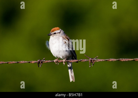 Männliche Chipping Sparrow Spizella Passerina thront auf Stacheldraht Stockfoto