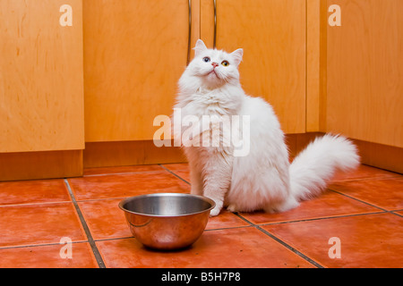 Schönen weißen Raggamuffin Katze mit 2 Farbe Augen darauf warten, serviert etwas zu Essen neben seiner ihr Futternapf in eine orange Küche Stockfoto