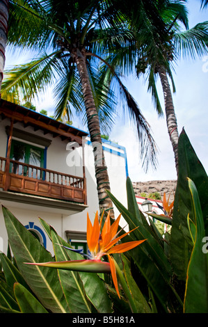 Strelitzia Mogan Spanien schlieen bis auf die indigenen Strelitzie Blume  mit typisch kanarischen Balkon hinter Gran Canaria Kanarische Inseln  Spanien Stockfotografie - Alamy