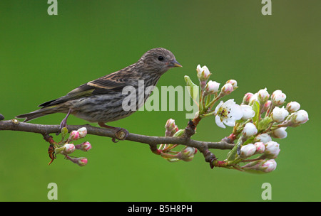 Kiefer-Zeisig Zuchtjahr Pinus thront auf einem kleinen Zweig & Fütterung aus Blüten in Saanich Victoria Vancouver Island BC im April Stockfoto