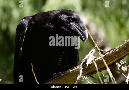 Gemeinsamen Raven-Corvus Corax Nahaufnahme des Kopfes & Oberkörper bei Qualicum Vancouver Island BC im Juni Stockfoto