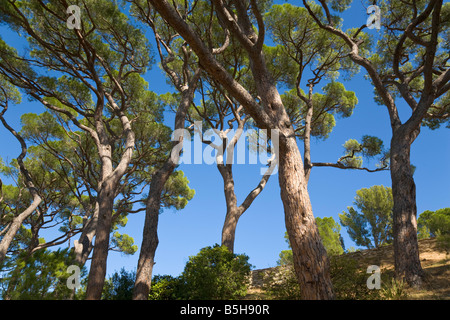 Stein-Kiefern und blauer Himmel an der Côte d ' Azur / Provence / Südfrankreich Stockfoto