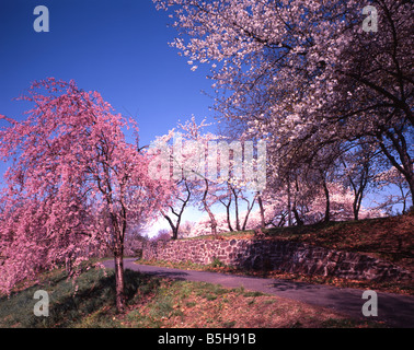 Blühende Bäume im Frühling Stockfoto