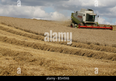 Kombinieren Sie Mähdrescher ernten Weizen-Getreide für Brotproduktion bei in der Nähe von Clare in Suffolk Stockfoto
