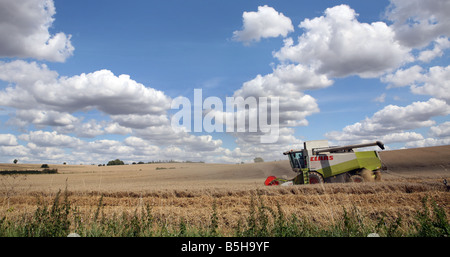 Kombinieren Sie Mähdrescher ernten Weizen-Getreide für Brotproduktion bei in der Nähe von Clare in Suffolk Stockfoto