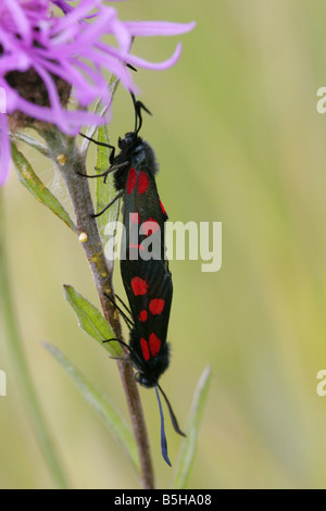 Fünf vor Ort Burnet Motten Zygaena Trifolii Erwachsene Paarung auf Feld Witwenblume aufgenommen Juni Lea Valley Essex UK Stockfoto