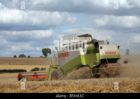 Kombinieren Sie Mähdrescher ernten Weizen-Getreide für Brotproduktion bei in der Nähe von Clare in Suffolk Stockfoto