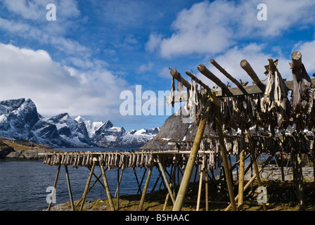 Kabeljau Stockfisch hängen hölzerne Trockengestelle im Winter mit steilen Gipfeln in Ferne, Hamnøy, Lofoten Inseln, Norwegen Stockfoto