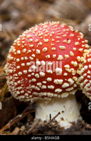 Nahaufnahme von Fliegenpilz Amanita Muscaria psychedelische Pilze im Pinienwald von der Sierra Nevada in Südspanien Stockfoto