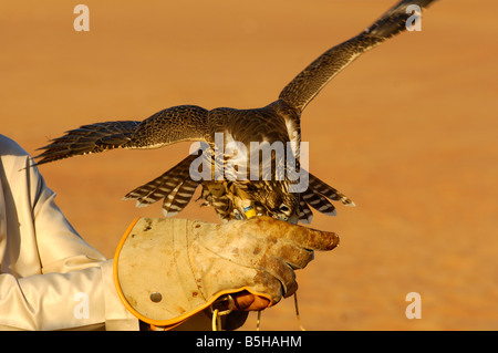 Jagd-Falcon frisst aus der Hand von Falkner Dubai Vereinigte Arabische Emirate VAE Stockfoto