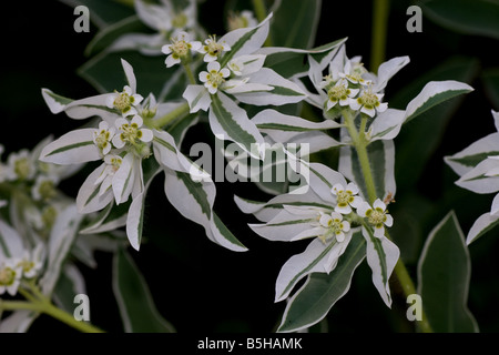 Schnee auf dem Berg Euphorbia Marginata Stockfoto