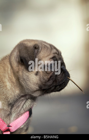 Mops Welpen sitzt mit Blatt im Mund Stockfoto