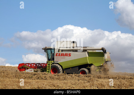 Kombinieren Sie Mähdrescher ernten Weizen-Getreide für Brotproduktion bei in der Nähe von Clare in Suffolk Stockfoto