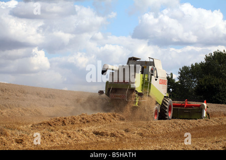 Kombinieren Sie Mähdrescher ernten Weizen-Getreide für Brotproduktion bei in der Nähe von Clare in Suffolk Stockfoto