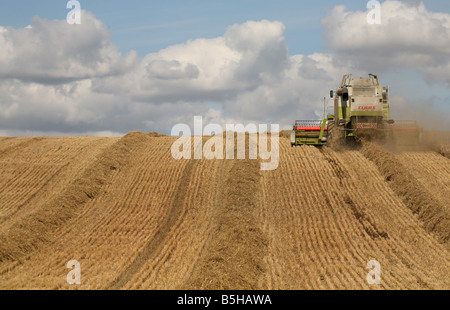 Kombinieren Sie Mähdrescher ernten Weizen-Getreide für Brotproduktion bei in der Nähe von Clare in Suffolk Stockfoto