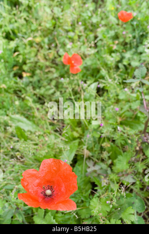 leuchtend rote Mohnblumen im Feld Stockfoto