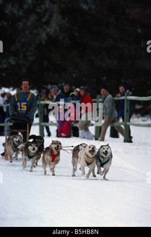 Sled Dog Racing in der Nähe von 100 Mile House in der Cariboo Region British Columbia Kanada Stockfoto