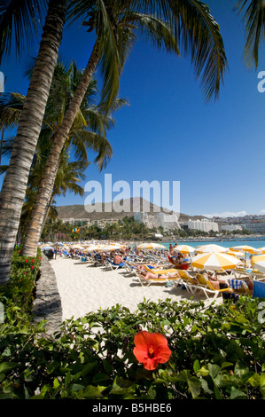 GRAN CANARIA Anfi Beach Luxus Resort mit angrenzenden Palmen Und Hibiskusblüte in Arguineguin im Süden der Kanarischen Inseln von Gran Canaria Spanien Stockfoto