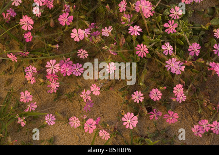 Ein rosa Campion Silene Colorata am Strand Crete Stockfoto