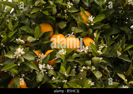 Orangenbaum Citrus Sinensis mit Früchten und Blüten im Frühjahr Crete Stockfoto