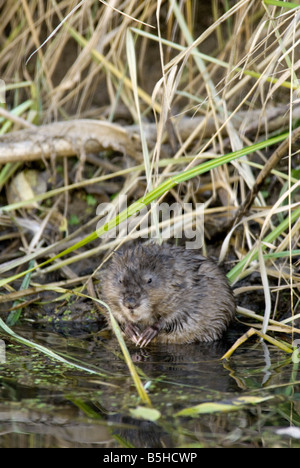 Eine junge Bisamratte (Ondatra Zibethicus) Pausen während des Essens Gräser am Rand des Wassers, Aurora, Colorado USA Stockfoto