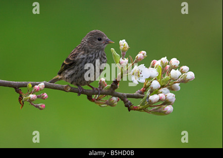 Kiefer-Zeisig Zuchtjahr Pinus thront auf einem kleinen Zweig & Fütterung aus Blüten in Saanich Victoria Vancouver Island BC im April Stockfoto