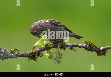 Kiefer-Zeisig Zuchtjahr Pinus thront auf einem kleinen Zweig & Fütterung aus Blüten in Saanich Victoria Vancouver Island BC im April Stockfoto