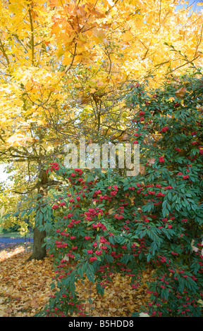 Ein Herbst-Display von Bergahorn und Zwergmispel Beeren Stockfoto