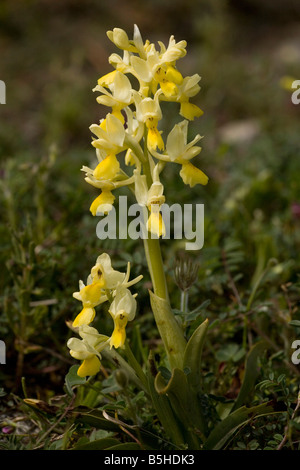 Nur einige blühende Orchidee Orchis Pauciflora in Blüte Crete Stockfoto