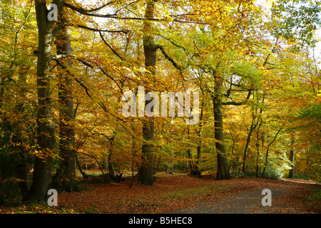 Buche Bäume Fagus Sylvatica im Herbst aufgenommen Oktober Burnham Beeches Buckinghamshire UK Stockfoto
