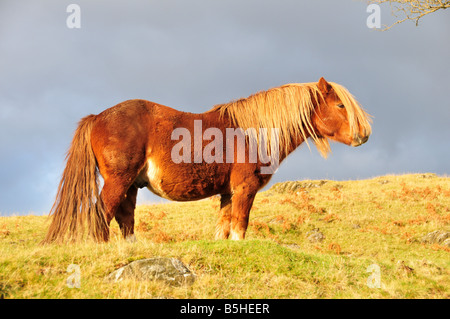 Welsh Mountain Pony im starken Winter Abendlicht Cambrian Mountains Powys Wales Stockfoto