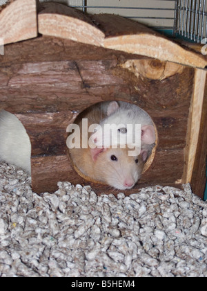 Ein Paar süße kleine Haustierratten (Rattus norvegicus domestica), die aus ihrem kleinen Haus peitschen Stockfoto