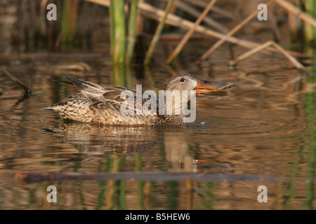 Weiblichen nördlichen Löffelente Anas Clypeata Israel Winter Februar 2008 Stockfoto