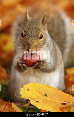 Graue Eichhörnchen mit Kastanien im Herbst Victoria British Columbia Kanada Stockfoto