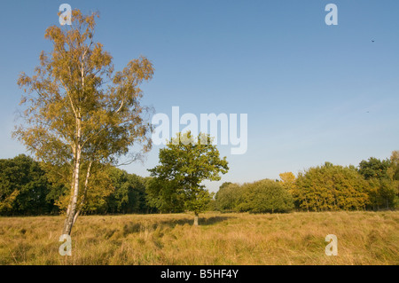 Birke Betula Pendel und englische Eiche Quercus Rober auf Heide Stockfoto