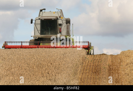 Kombinieren Sie Mähdrescher ernten Weizen-Getreide für Brotproduktion bei in der Nähe von Clare in Suffolk Stockfoto