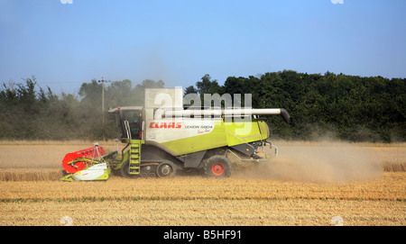 Kombinieren Sie Mähdrescher ernten Weizen-Getreide für Brotproduktion bei in der Nähe von Clare in Suffolk Stockfoto