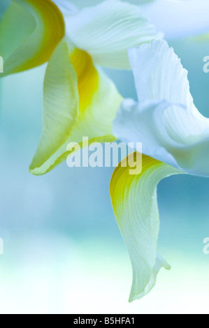Nahaufnahme von Iris Blütenblätter Stockfoto