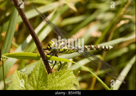 Makro südlichen Hawker Libelle am Wilstone Stausee, Hertfordshire Stockfoto