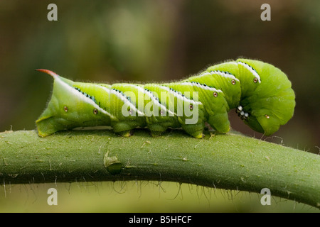 Tabak, Tomate, Hornworm, Manduca Sexta auf Tomatenpflanze Stockfoto