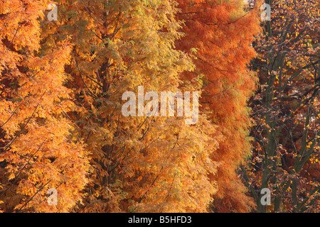 Kahlen Zypressen gelb und Rusty im Herbst drehen. Taxodium distichum Stockfoto